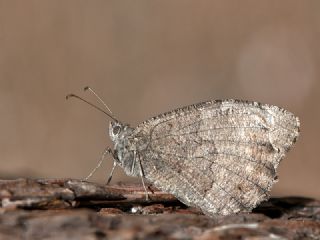 Anadolu Karamelei (Hipparchia fatua)