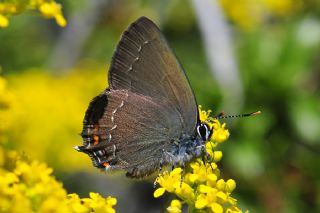 Byk Sevbeni (Satyrium ilicis)