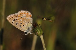 okgzl Gk Mavisi (Polyommatus bellargus)