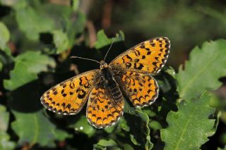 Gzel parhan (Melitaea trivia)