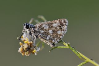 Kzl Zpzp (Spialia orbifer)