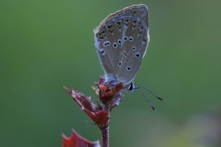 Anormal okgzl (Polyommatus admetus)