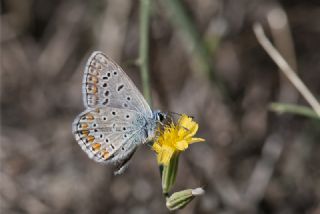 okgzl Mavi (Polyommatus icarus)