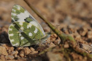 Yeni Beneklimelek (Pontia edusa)