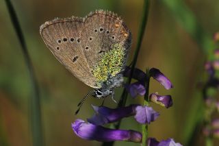 okgzl Gzel Mavi (Polyommatus bellis)