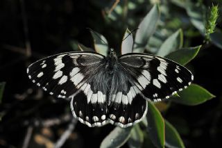 Anadolu Melikesi (Melanargia larissa)