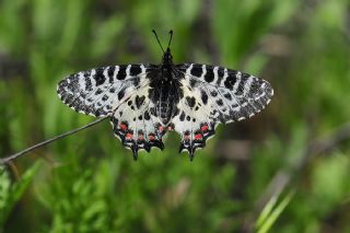 Orman Fistosu (Allancastria  cerisyi)