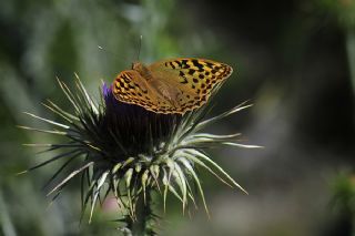 Bahadr (Argynnis pandora)