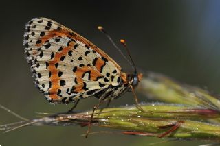 Benekli parhan (Melitaea didyma)