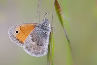 Kk Zpzp Perisi (Coenonympha pamphilus)