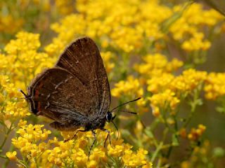 B�y�k Sevbeni&nbsp;(Satyrium&nbsp;ilicis)