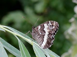 Kara Murat&nbsp;(Brintesia &nbsp;circe)