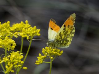 S�sl� Damone&nbsp;(Anthocharis&nbsp;damone)