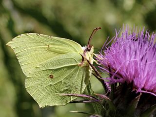 Orakkanat (Gonepteryx rhamni)