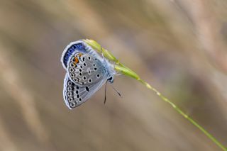 Çokgözlü Gümüş Mavi (Albulina loewii)