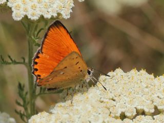 Orman Bak�r G�zeli&nbsp;(Lycaena&nbsp;virgaureae)