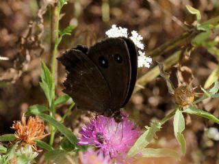 Kara Hayalet (Minois dryas)