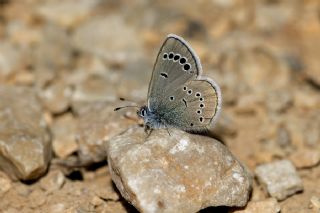 Anadolu Karagz Mavisi (Glaucopsyche astraea)