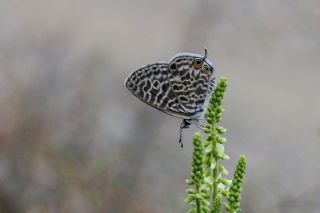 Mavi Zebra (Leptotes pirithous)