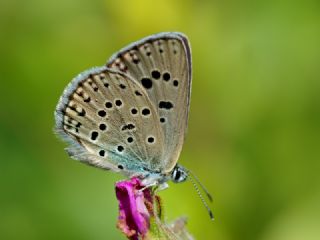 Byk Korubeni (Phengaris arion)