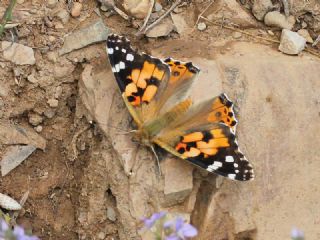 Diken Kelebe�i&nbsp;(Vanessa&nbsp;cardui)