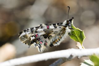 Orman Fistosu (Allancastria  cerisyi)