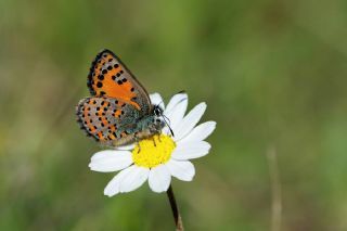 Akbes Gelincii (Tomares nesimachus)