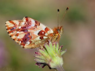 Balkan Meneke Kelebei (Clossiana graeca)