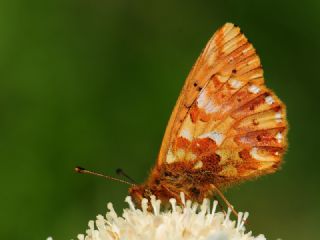 Kafkas Meneke Kelebei (Boloria caucasica)