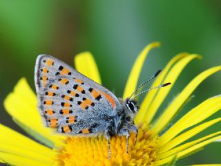 Akbes Gelincii (Tomares nesimachus)