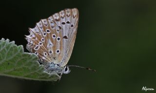 okgzl Dafnis (Polyommatus daphnis)