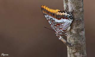 ift Kuyruklu Paa (Charaxes jasius )