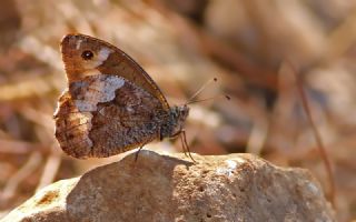 Byk Karamelek (Hipparchia syriaca)