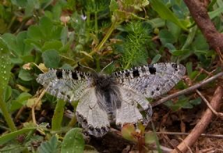 Yalanc Apollo (Archon apollinus)