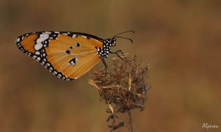 Sultan (Danaus chrysippus)