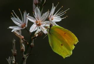 Kleopatra (Gonepteryx cleopatra)