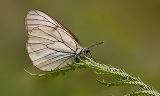 Al Beyaz (Aporia crataegi)