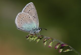 okgzl Rus Mavisi (Polyommatus coelestina)