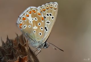 okgzl Gk Mavisi (Polyommatus bellargus)