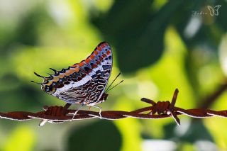 ift Kuyruklu Paa (Charaxes jasius )