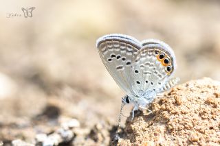 Mcevher Kelebei (Chilades trochylus)