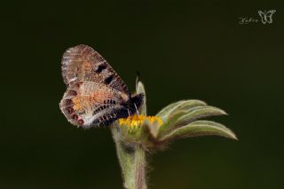 Yalanc Apollo (Archon apollinus)