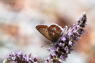 okgzl Balkan Mavisi (Aricia anteros )