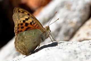 Bahadr (Argynnis pandora)