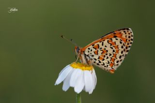 Gzel parhan (Melitaea trivia)