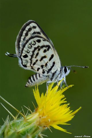 Balkan Kaplan (Tarucus balkanicus)