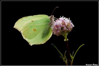 Orakkanat (Gonepteryx rhamni)