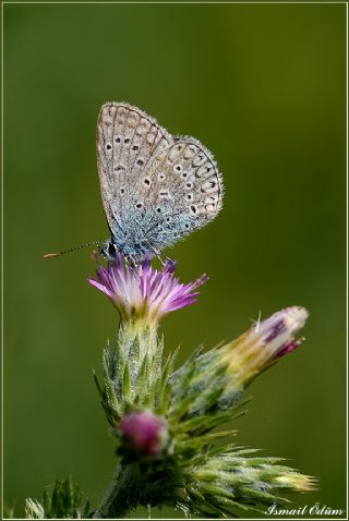 okgzl Mavi (Polyommatus icarus)