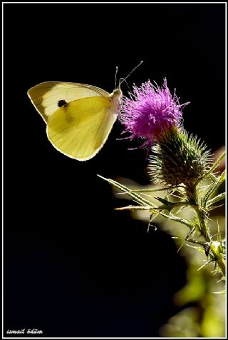 Byk Beyazmelek  (Pieris brassicae)