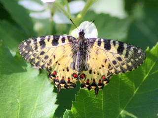 Orman Fistosu (Allancastria  cerisyi)